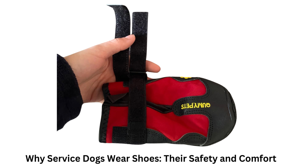 Why do service dogs wear shoes