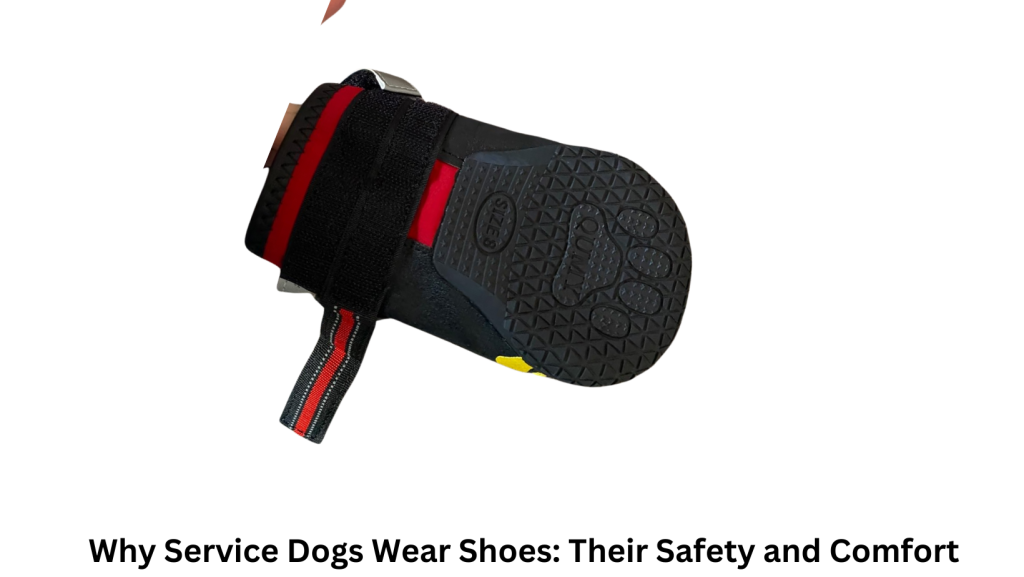 Why do service dogs wear shoes