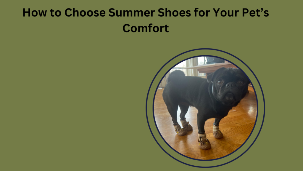 How to Choose Summer Shoes for Your Pet’s Comfort