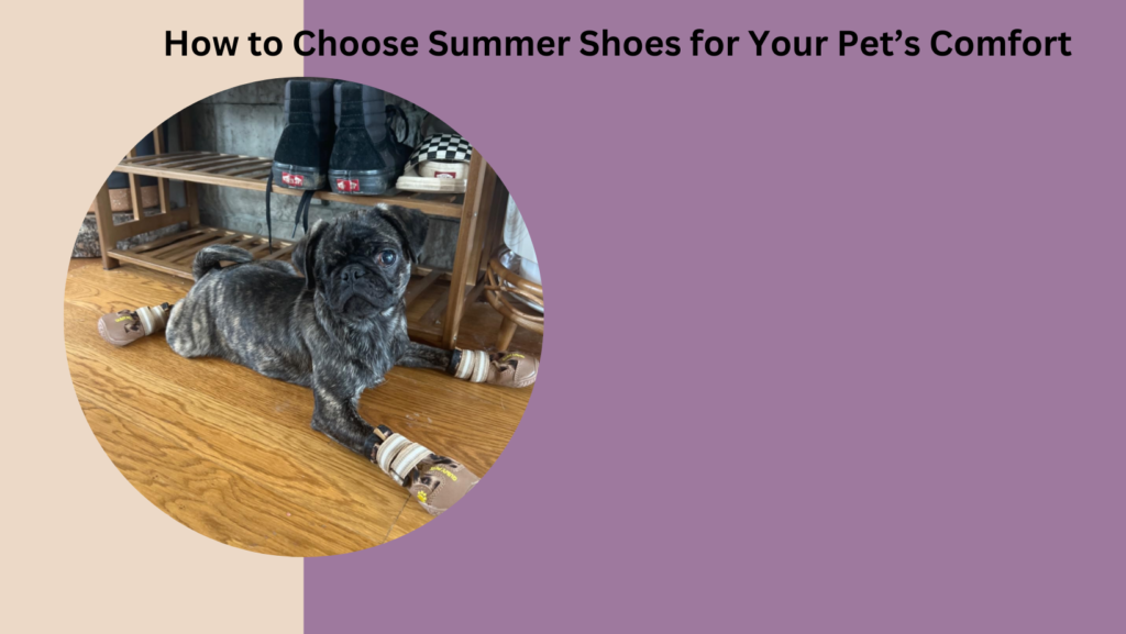 How to Choose Summer Shoes for Your Pet’s Comfort