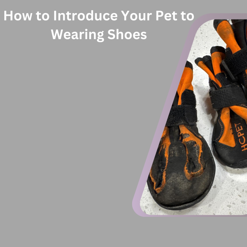 How to Introduce Your Pet to Wearing Shoes