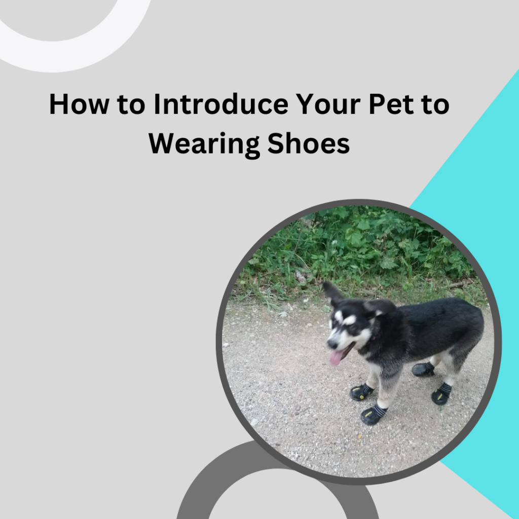 How to Introduce Your Pet to Wearing Shoes