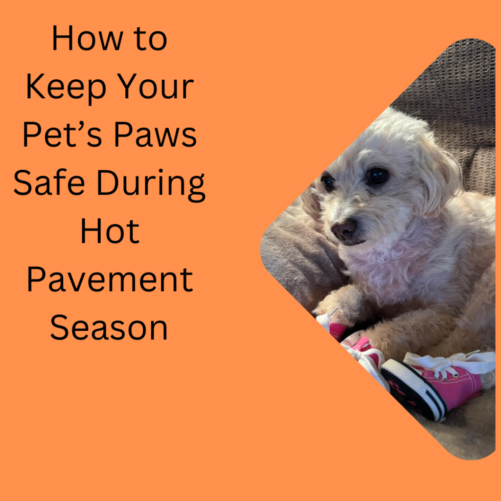 How to Keep Your Pet’s Paws Safe During Hot Pavement Season