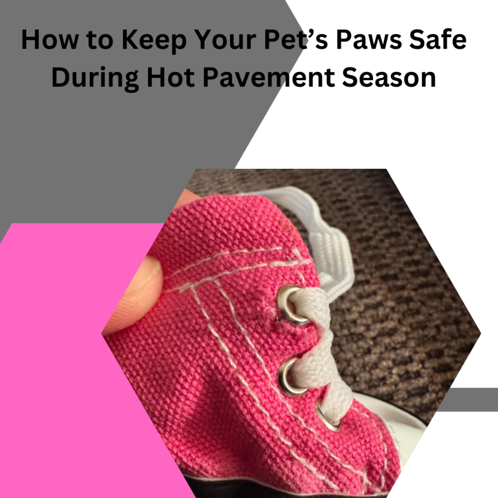 How to Keep Your Pet’s Paws Safe During Hot Pavement Season