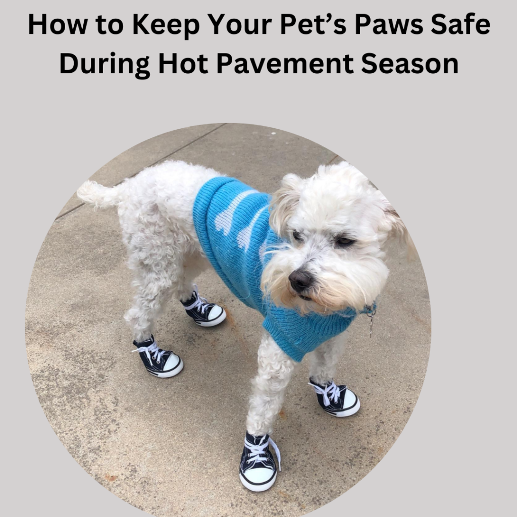 How to Keep Your Pet’s Paws Safe During Hot Pavement Season