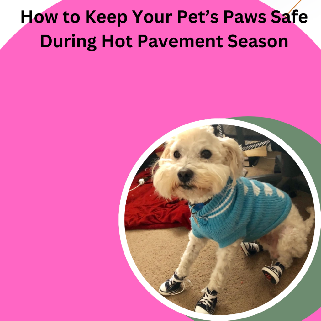 How to Keep Your Pet’s Paws Safe During Hot Pavement Season