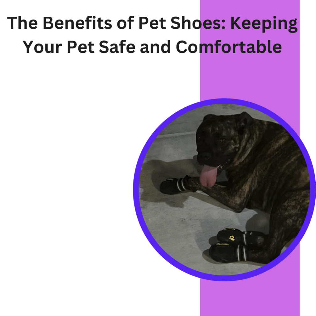 The Benefits of Pet Shoes: Keeping Your Pet Safe and Comfortable