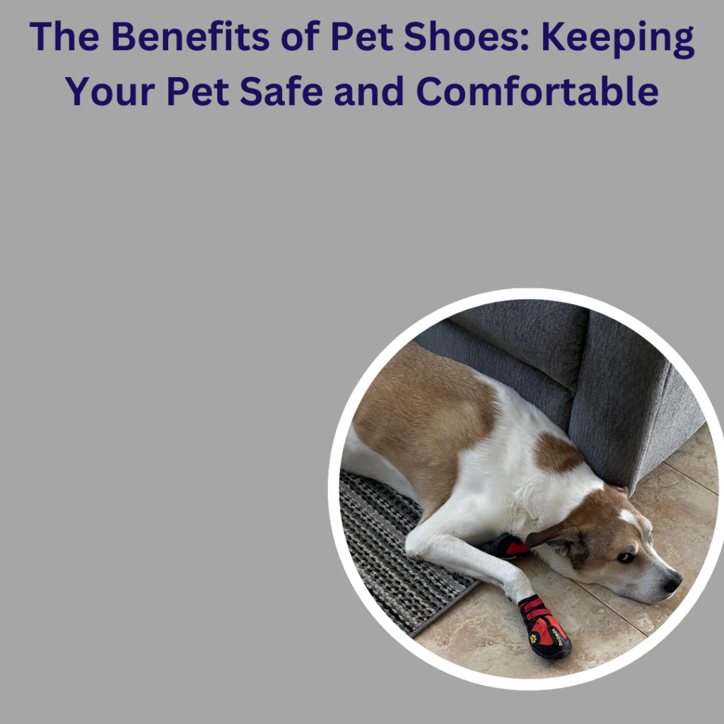 The Benefits of Pet Shoes: Keeping Your Pet Safe and Comfortable