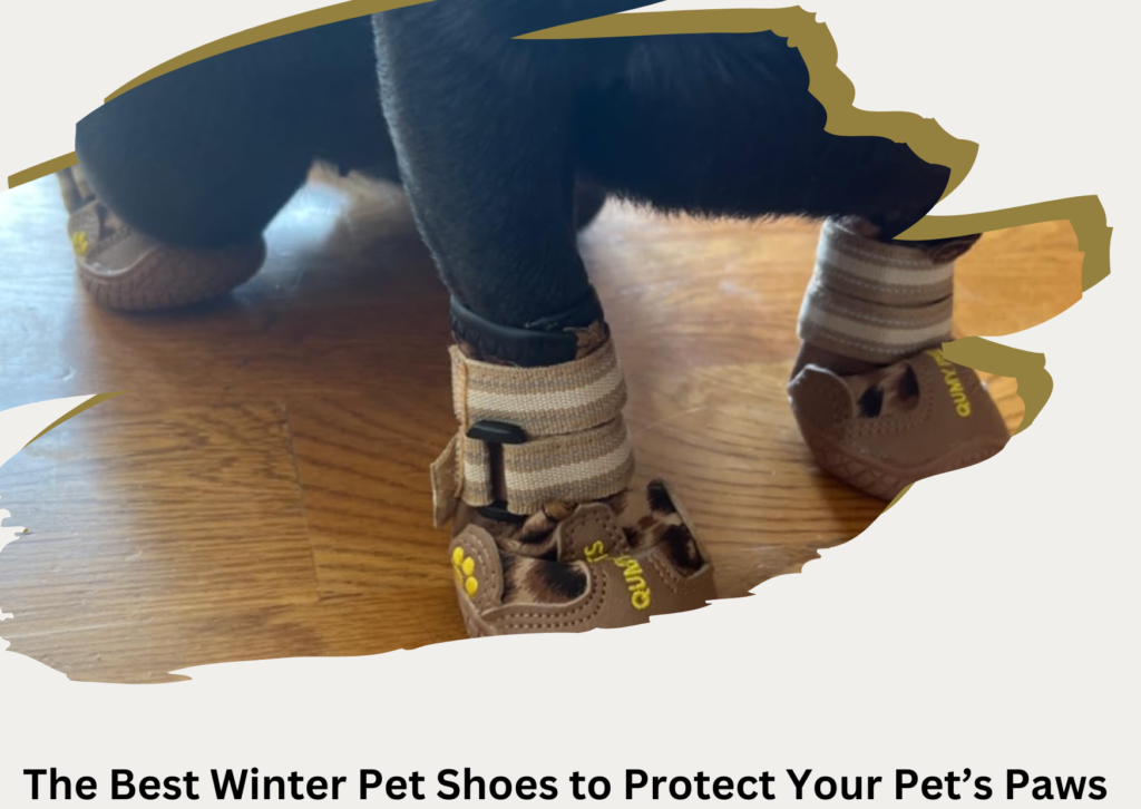 The Best Winter Pet Shoes to Protect Your Pet’s Paws