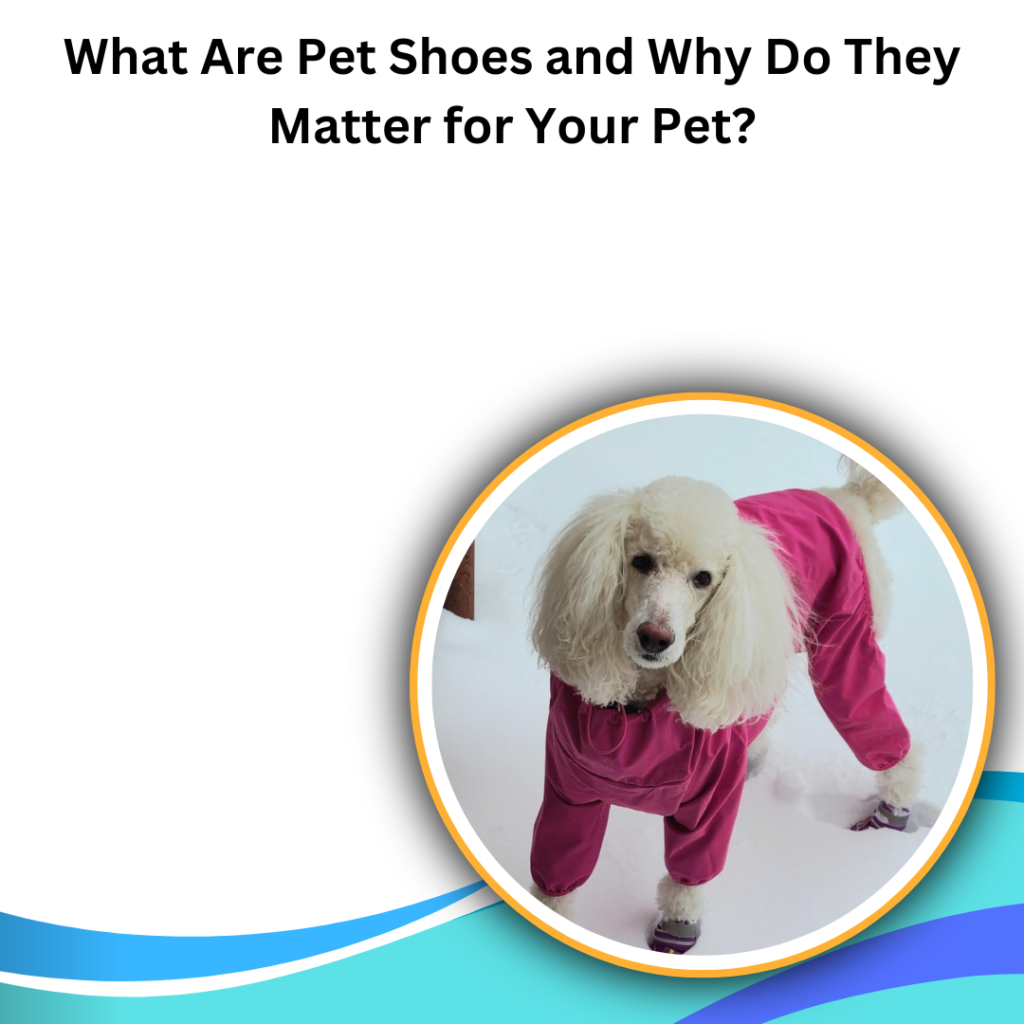 What Are Pet Shoes and Why Do They Matter for Your Pet 1