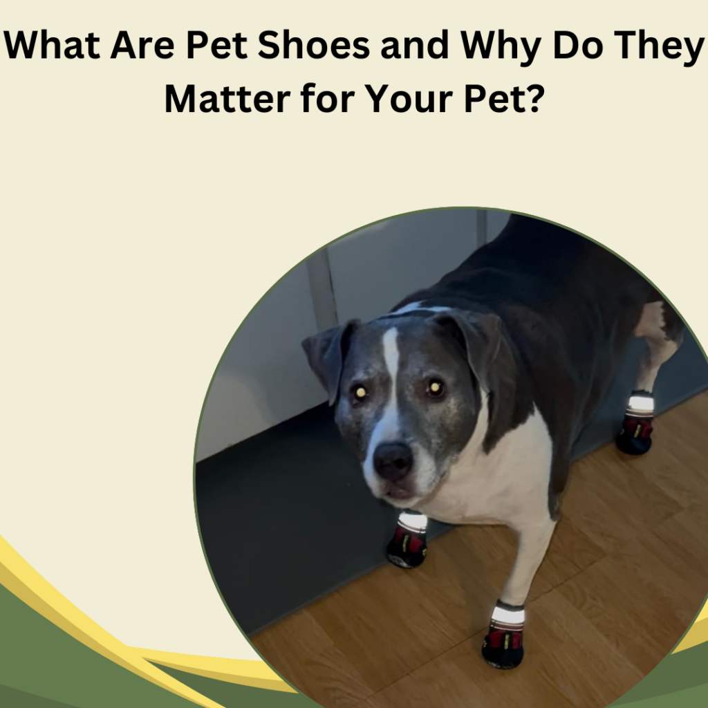 What Are Pet Shoes and Why Do They Matter for Your Pet?